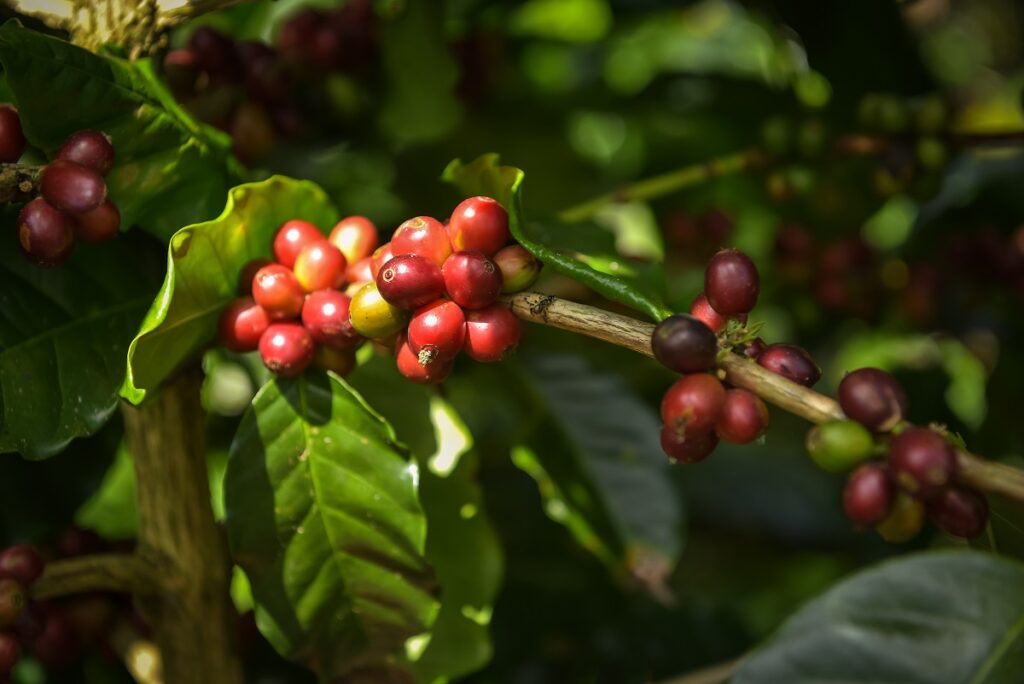 Hydronix coffee berries